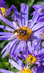 Preview wallpaper cornflowers, flowers, bee, petals, macro, purple