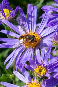 Preview wallpaper cornflowers, flowers, bee, petals, macro, purple