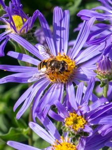 Preview wallpaper cornflowers, flowers, bee, petals, macro, purple