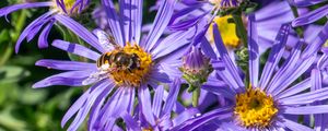 Preview wallpaper cornflowers, flowers, bee, petals, macro, purple