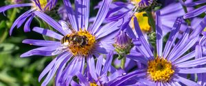 Preview wallpaper cornflowers, flowers, bee, petals, macro, purple