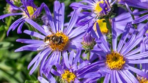 Preview wallpaper cornflowers, flowers, bee, petals, macro, purple