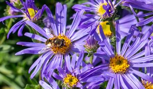 Preview wallpaper cornflowers, flowers, bee, petals, macro, purple