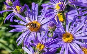 Preview wallpaper cornflowers, flowers, bee, petals, macro, purple