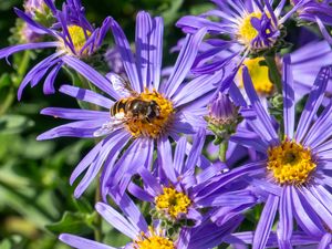 Preview wallpaper cornflowers, flowers, bee, petals, macro, purple