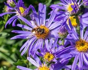 Preview wallpaper cornflowers, flowers, bee, petals, macro, purple