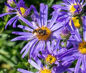 Preview wallpaper cornflowers, flowers, bee, petals, macro, purple