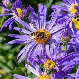 Preview wallpaper cornflowers, flowers, bee, petals, macro, purple