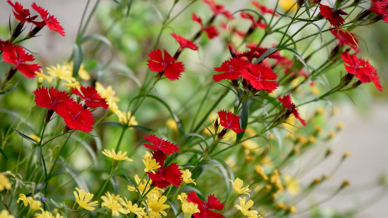 Wallpaper cornflowers, flowers, bloom, red