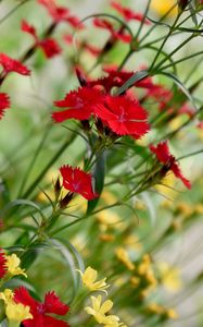 Preview wallpaper cornflowers, flowers, bloom, red