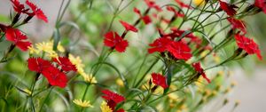 Preview wallpaper cornflowers, flowers, bloom, red