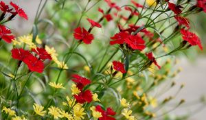 Preview wallpaper cornflowers, flowers, bloom, red