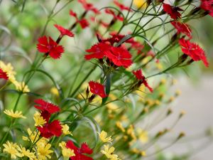 Preview wallpaper cornflowers, flowers, bloom, red