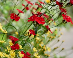 Preview wallpaper cornflowers, flowers, bloom, red