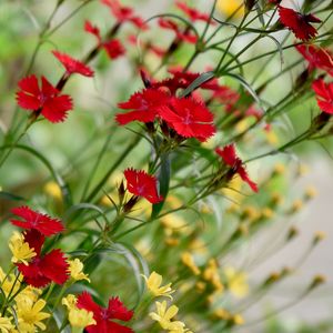 Preview wallpaper cornflowers, flowers, bloom, red