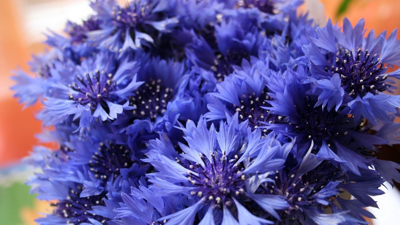 Wallpaper cornflowers, flowers, field, flower, close-up