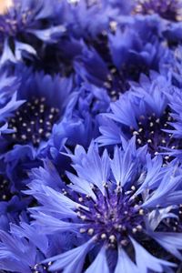 Preview wallpaper cornflowers, flowers, field, flower, close-up