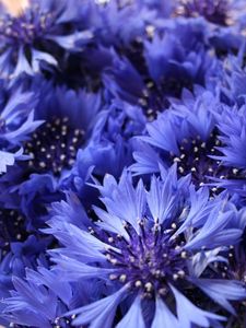 Preview wallpaper cornflowers, flowers, field, flower, close-up