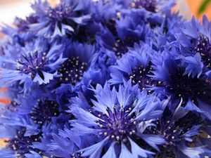 Preview wallpaper cornflowers, flowers, field, flower, close-up