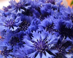 Preview wallpaper cornflowers, flowers, field, flower, close-up