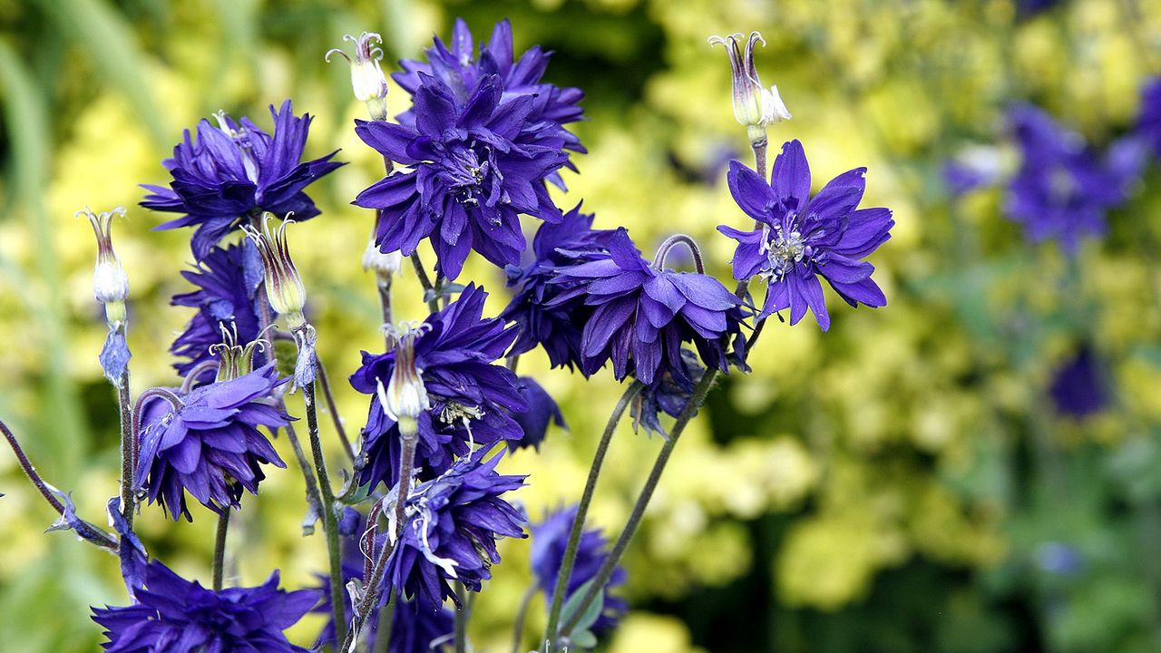 Wallpaper cornflowers, flowers, field, summer