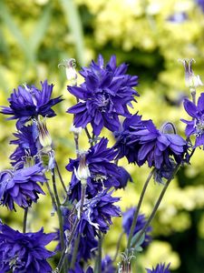 Preview wallpaper cornflowers, flowers, field, summer