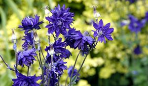 Preview wallpaper cornflowers, flowers, field, summer