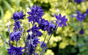 Preview wallpaper cornflowers, flowers, field, summer