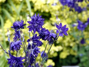 Preview wallpaper cornflowers, flowers, field, summer