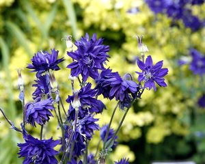 Preview wallpaper cornflowers, flowers, field, summer