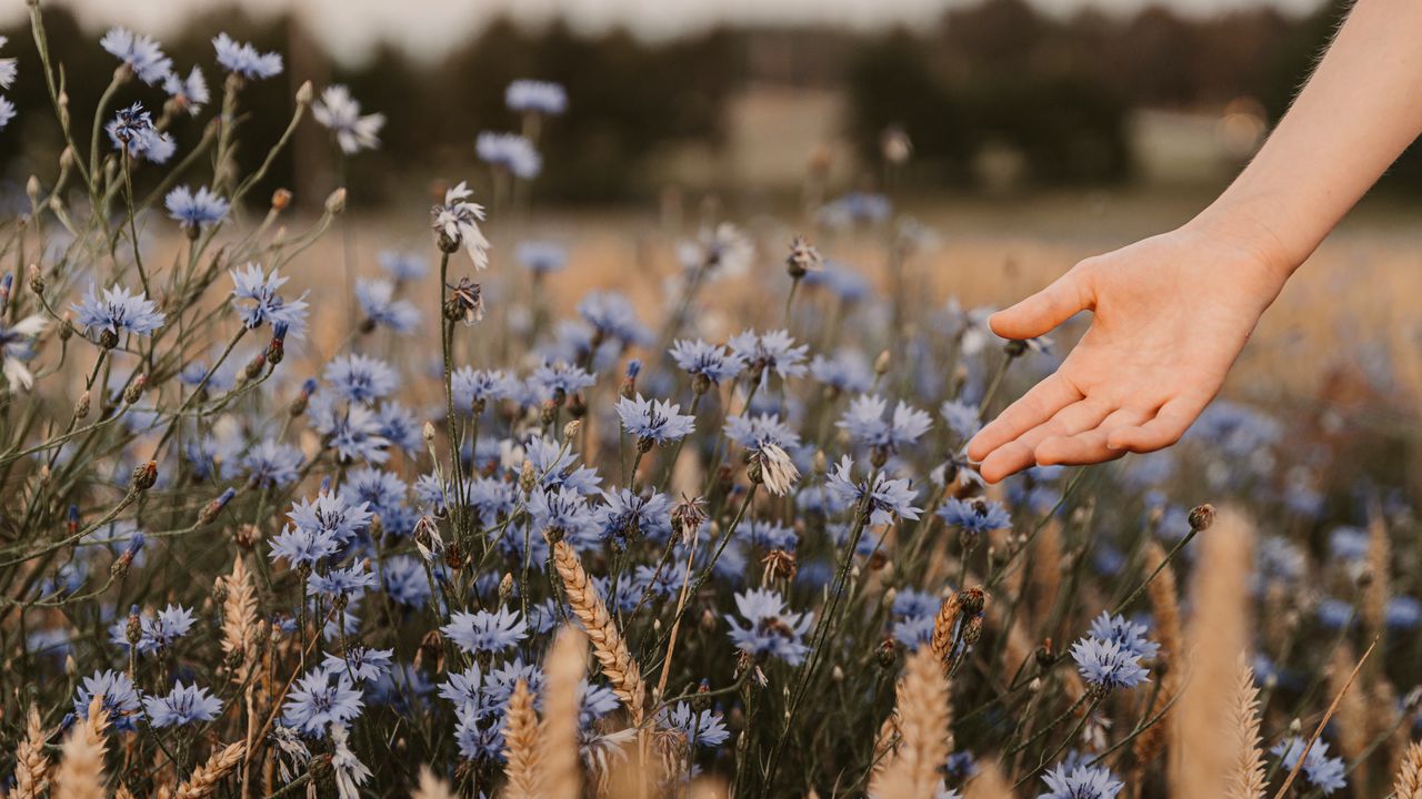 Wallpaper cornflowers, flowers, hand, spikelets, field