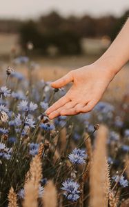 Preview wallpaper cornflowers, flowers, hand, spikelets, field