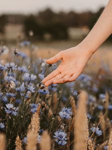 Preview wallpaper cornflowers, flowers, hand, spikelets, field