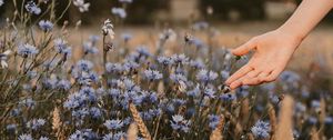 Preview wallpaper cornflowers, flowers, hand, spikelets, field