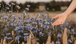 Preview wallpaper cornflowers, flowers, hand, spikelets, field