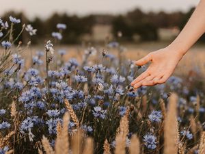 Preview wallpaper cornflowers, flowers, hand, spikelets, field