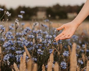 Preview wallpaper cornflowers, flowers, hand, spikelets, field