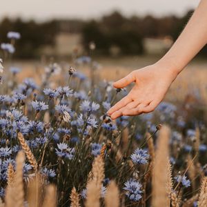 Preview wallpaper cornflowers, flowers, hand, spikelets, field