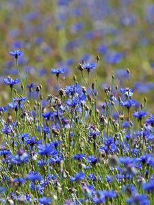 Preview wallpaper cornflowers, flowers, meadow, nature, summer