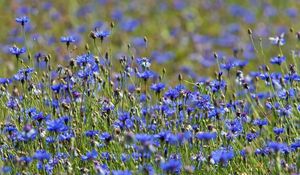 Preview wallpaper cornflowers, flowers, meadow, nature, summer