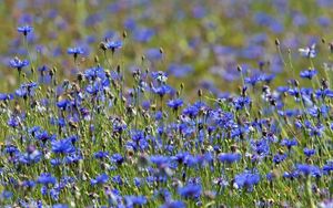 Preview wallpaper cornflowers, flowers, meadow, nature, summer