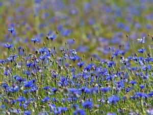 Preview wallpaper cornflowers, flowers, meadow, nature, summer