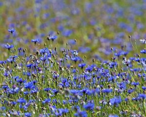 Preview wallpaper cornflowers, flowers, meadow, nature, summer