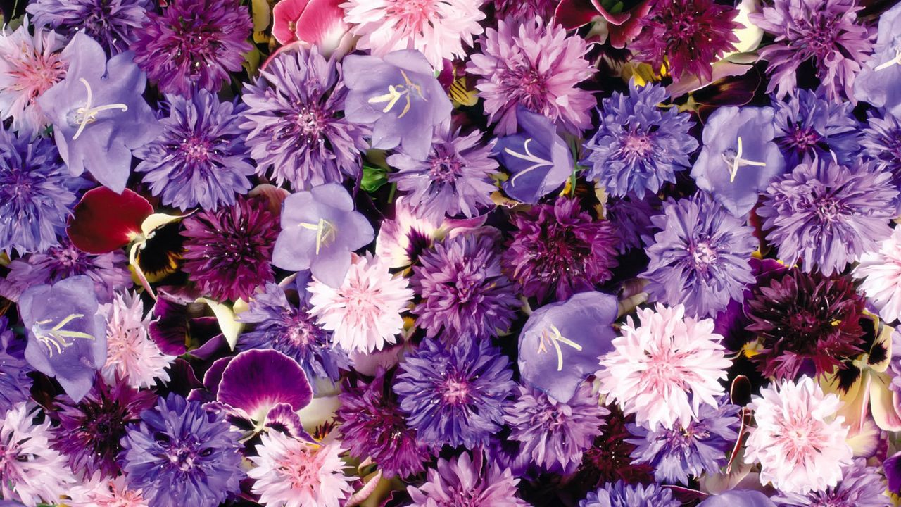 Wallpaper cornflowers, pansy, flowers, purple, assorted