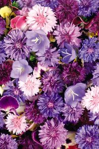 Preview wallpaper cornflowers, pansy, flowers, purple, assorted