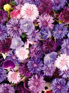 Preview wallpaper cornflowers, pansy, flowers, purple, assorted