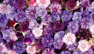 Preview wallpaper cornflowers, pansy, flowers, purple, assorted