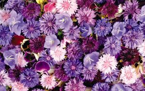 Preview wallpaper cornflowers, pansy, flowers, purple, assorted