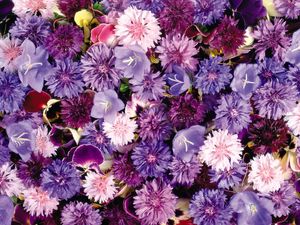 Preview wallpaper cornflowers, pansy, flowers, purple, assorted