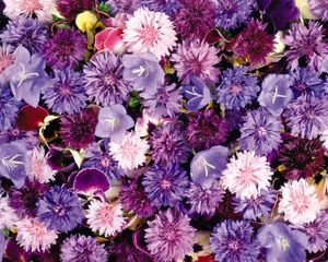 Preview wallpaper cornflowers, pansy, flowers, purple, assorted